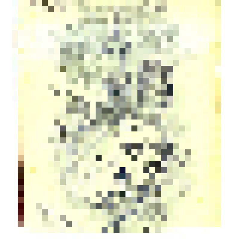 Фотография. Купец 1 гильдии Завьялов И.Н