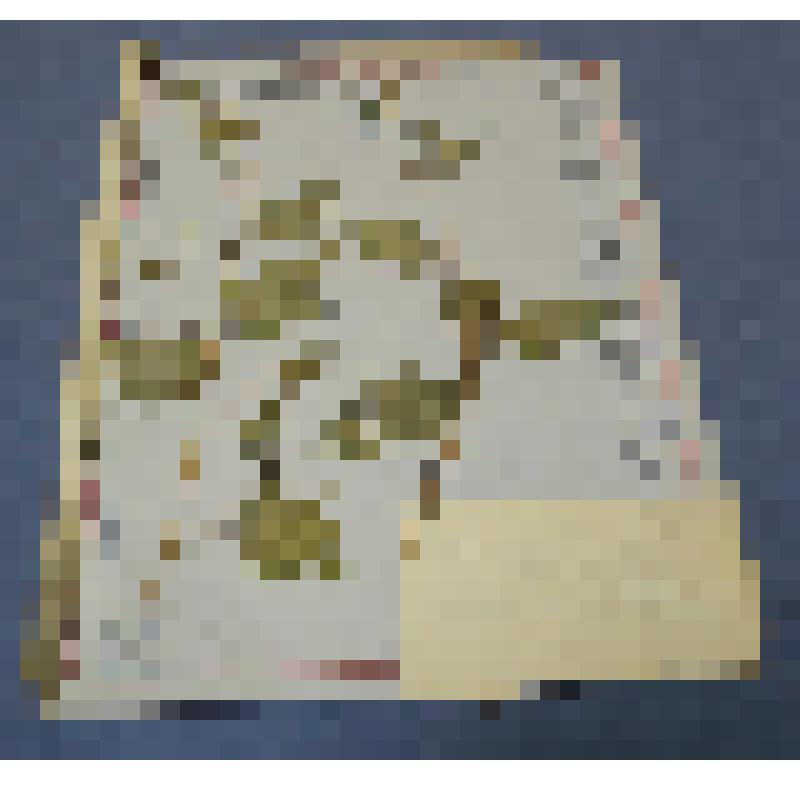 Ботаническая коллекция. Марь гибридная, семейство лебедовые, на гербарном листе, Сыры,баритовый рудник  у подножья скалистой крутой горы. Cем. Chenopodiaceae  Chenopodium   Hybridum  Z