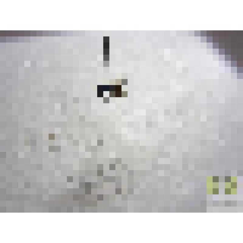 Оса-блестянка виренс (Hedychrum virens Dahlb.)