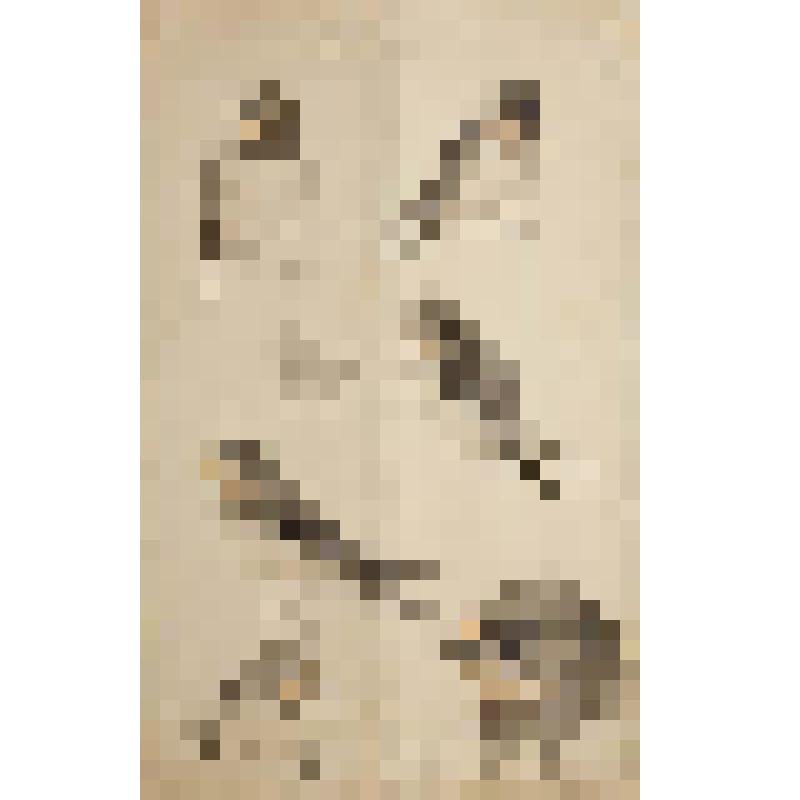 Деревенские ласточки. Рисунок