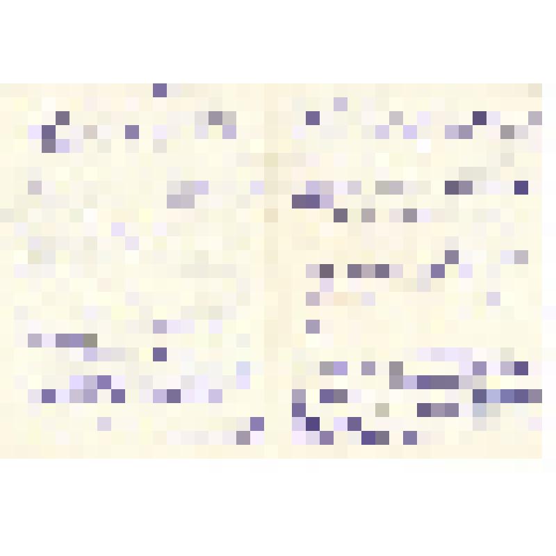 Письмо от В.В.Листовой Ел.Ф.Гнесиной 26.07.1955 г