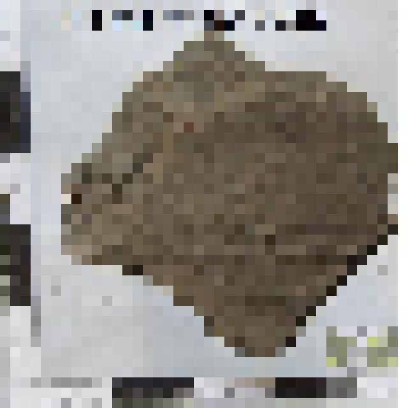 Сосуда фрагмент