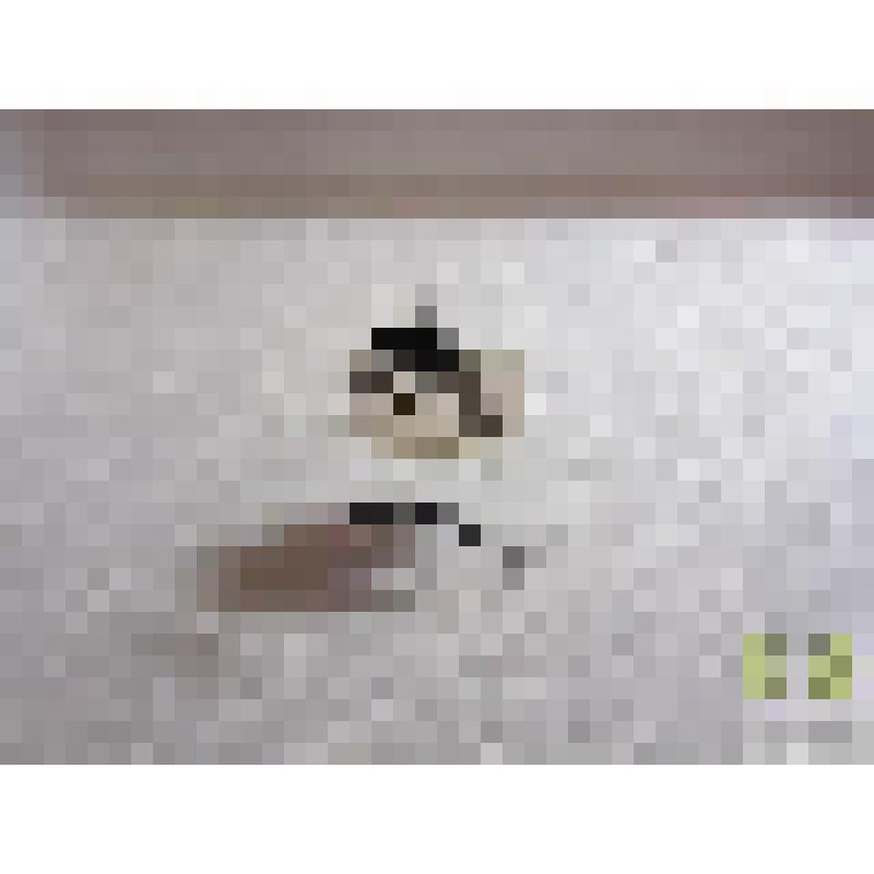 Афодий вдавленный (Aphodius depressus Kug.)