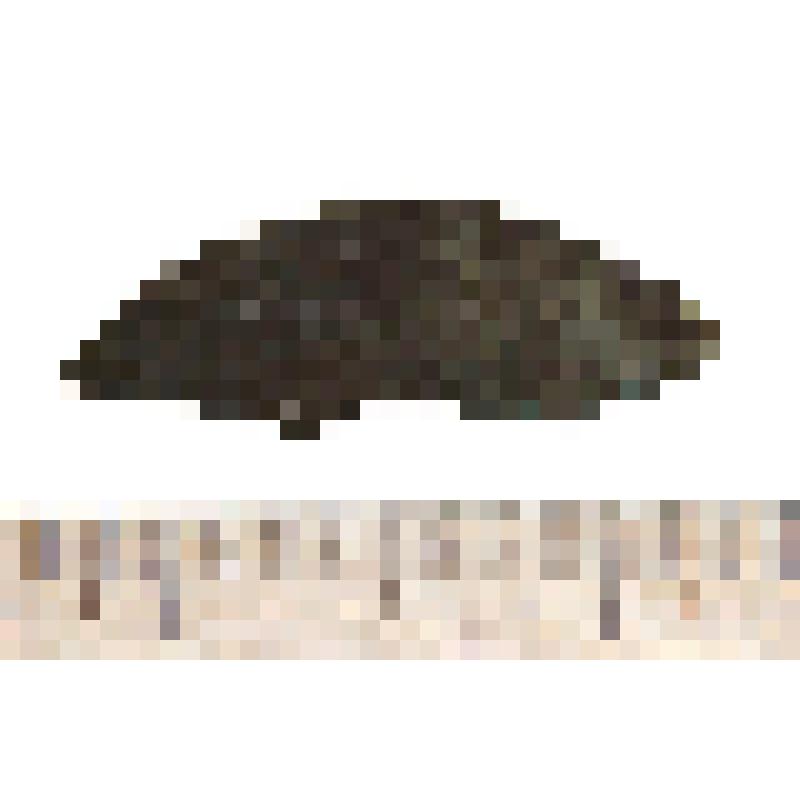 Подвески умбоновидной фрагмент