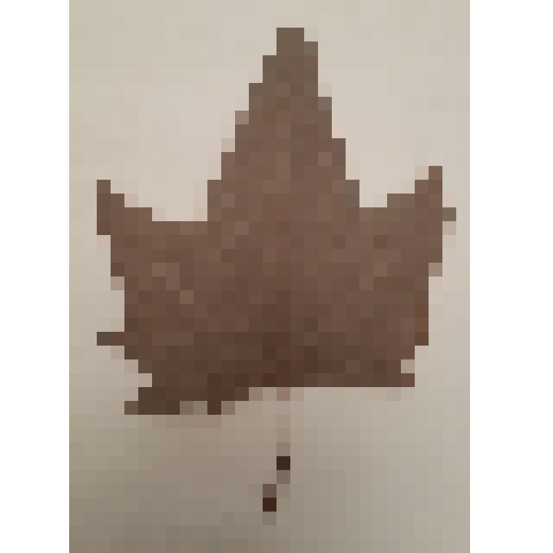 Растение "Платан восточный"