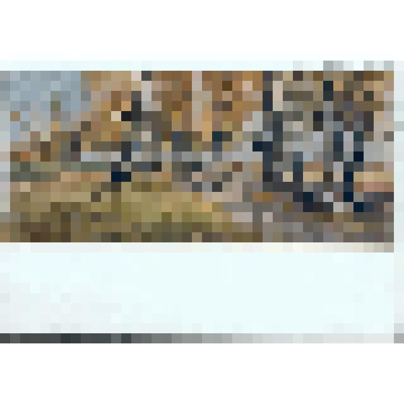 Березки. Осень. 1947 г. Репродукция работы худ. Яковлева Б. Н