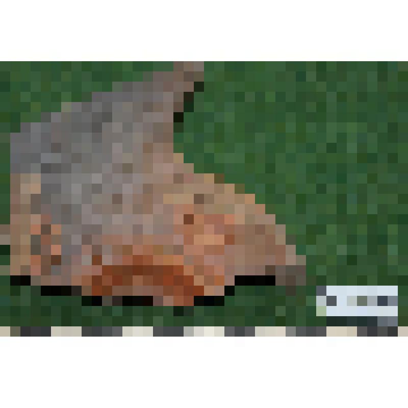 Часть рыбного блюда со штампованным орнаментом