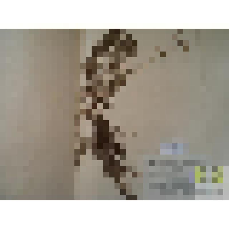 Турча болотная (Hottonia palustris L.)