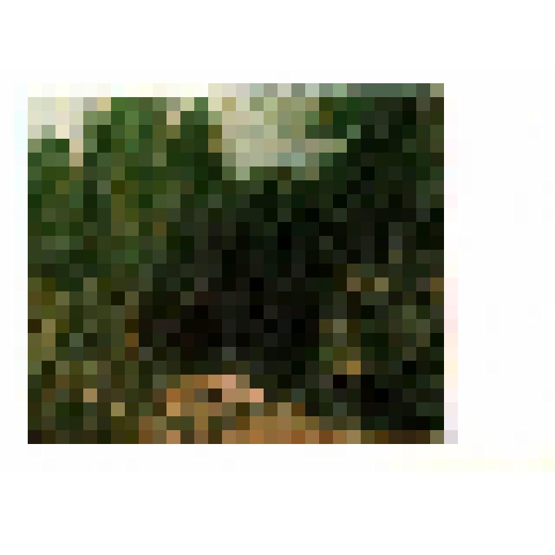 Открытка. Копия-миниатюра по репродукции зарубежного художника. Гюстав Курбе (1819-1877) "Пейзаж с мёртвой лошадью"