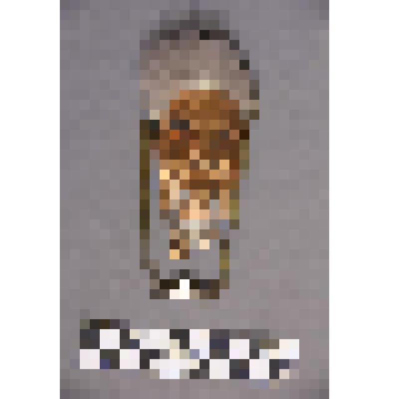 чеканка. Талисман на металлической пластине в виде продолговатого лица человека. волосы из меха.  Височная подвеска закреплена на кольцах Во рту закреплено металлическое кольцо. На обратной стороне подложка из кожи. Вверху пластины закреплено металлическо