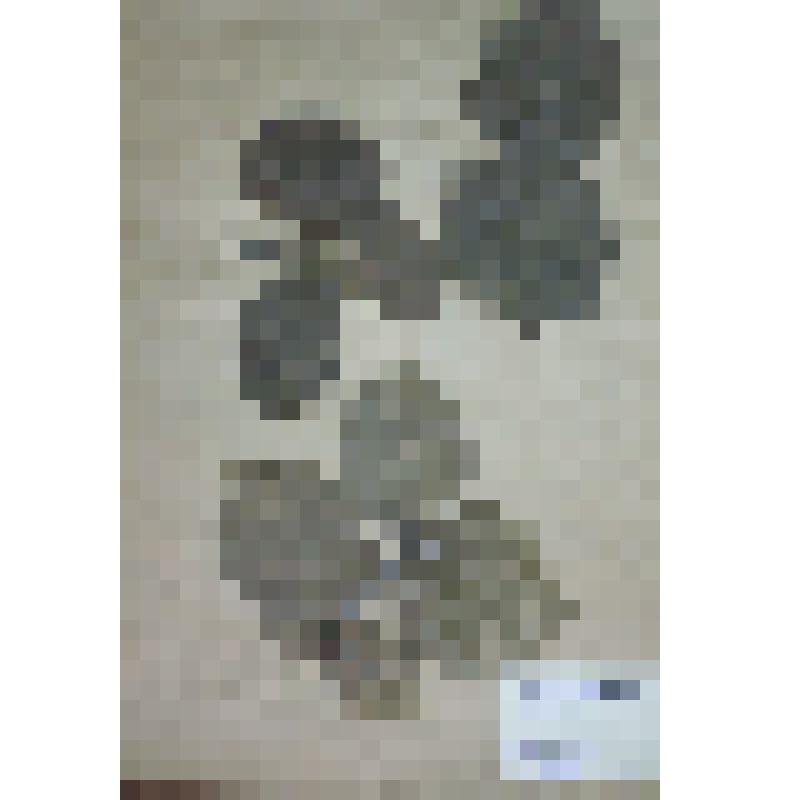 Лещина обыкновенная Corylus avellana L