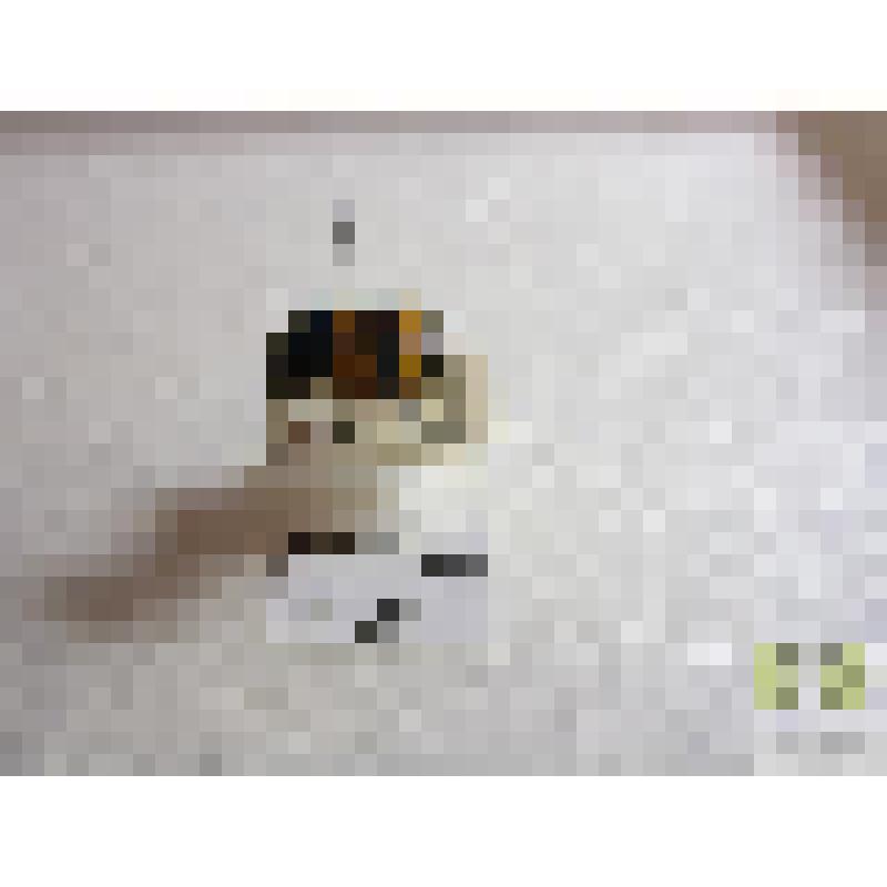 Могильщик рыжебулавый (Necrophorus vespilla L.)