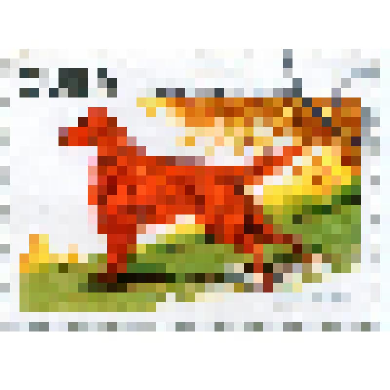 Марка почтовая. Собака охотничья ирландский красный сеттер (Canis lupus familiaris). Номинал 5 кубинских сентаво