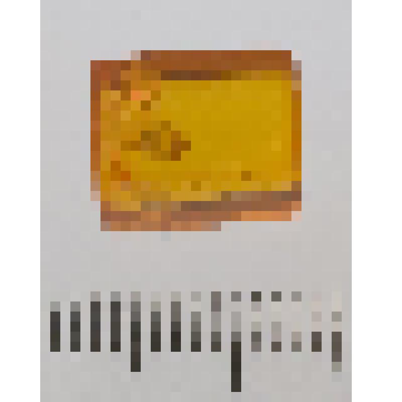 Образец балтийского янтаря (сукцинита) с биологическим включением. Homoptera, Coccodea