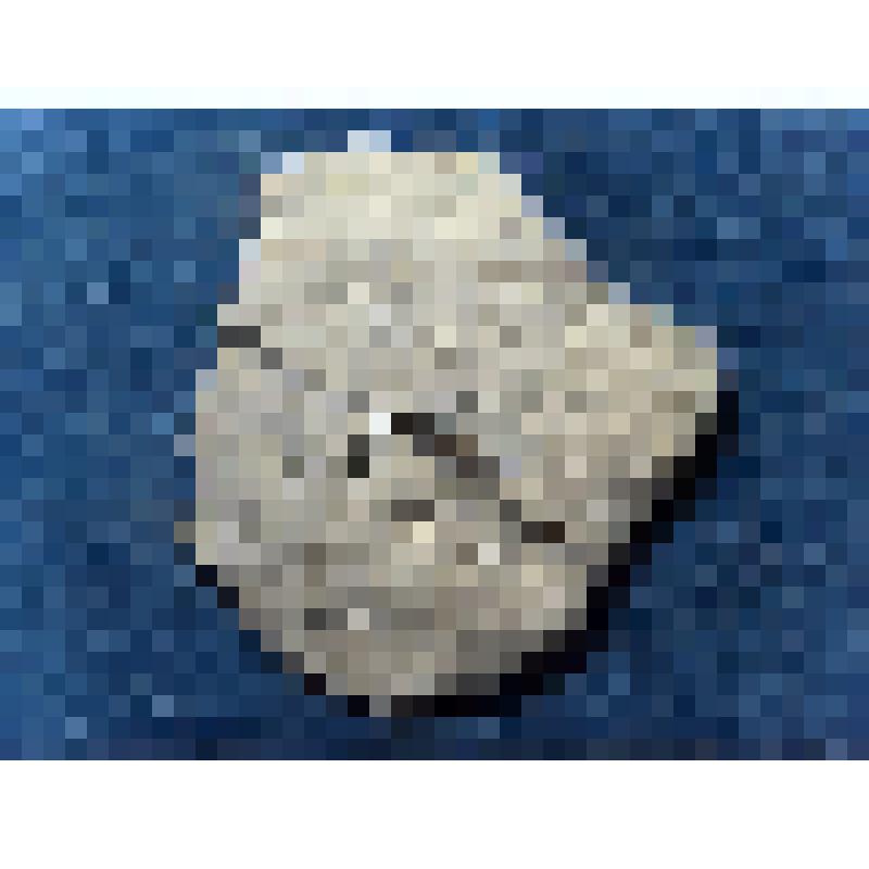 Фрагмент стенки лепного сосуда