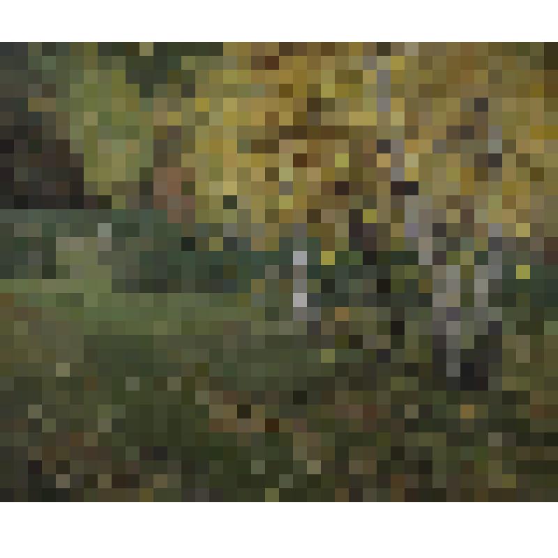 Золотая осень