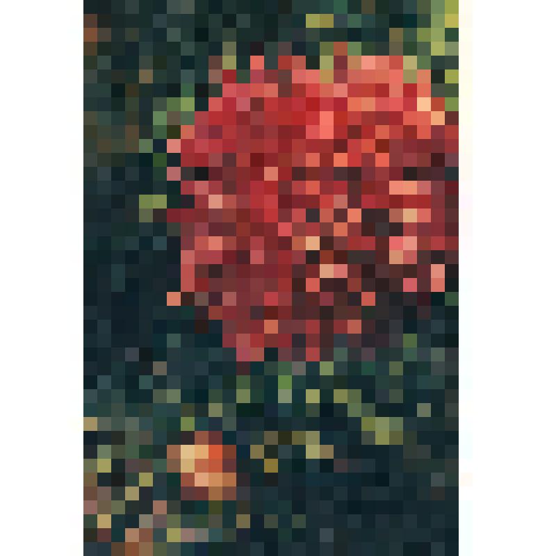 Открытка цветная "Астра"