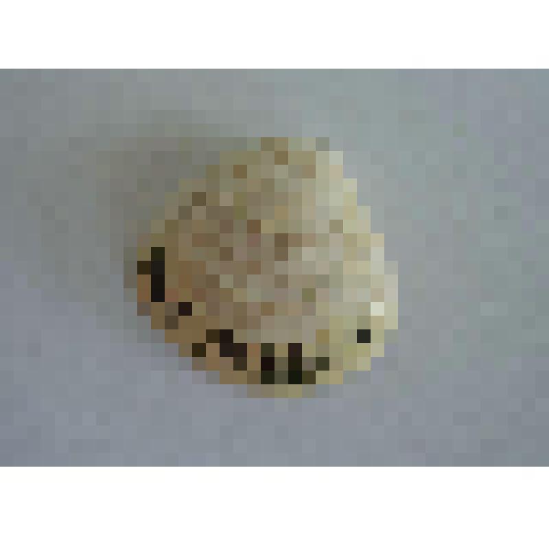 Левая створка двустворчатого моллюска. Корбикула. Corbicula fluminalis