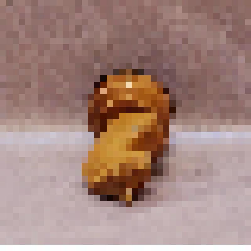 Предмет быта. Шахматы, фигура конь желтого цвета. Из комплекта: Шахматы Дважды Героя Социалистического труда Музрукова Бориса Глебовича