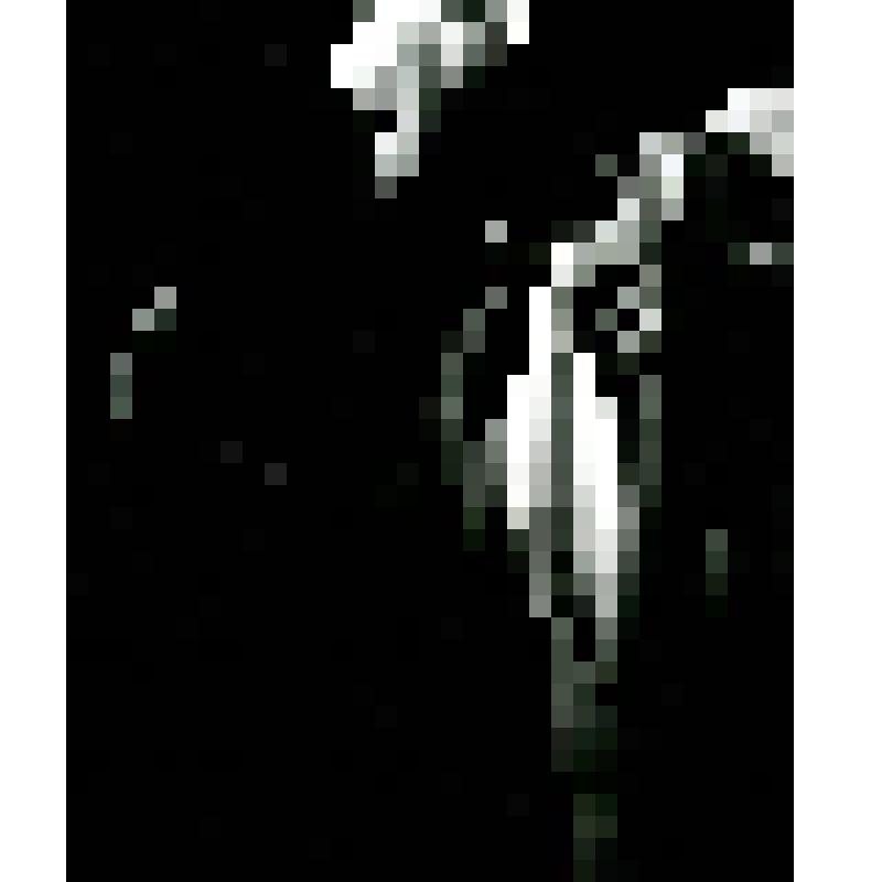 Фотография. Премьера - 13.03. Семка - Ю. Аверьянов - стоит, поясно, 3/4 вправо, голова - в профиль, рот открыт, руки - согнуты, в картузе. "Страсти по Авдею" ("Крик на хуторе") (пост. В. Раевский, худ. Б. Герлован, комп. О. Янченко). Белоруссия, Белорусск