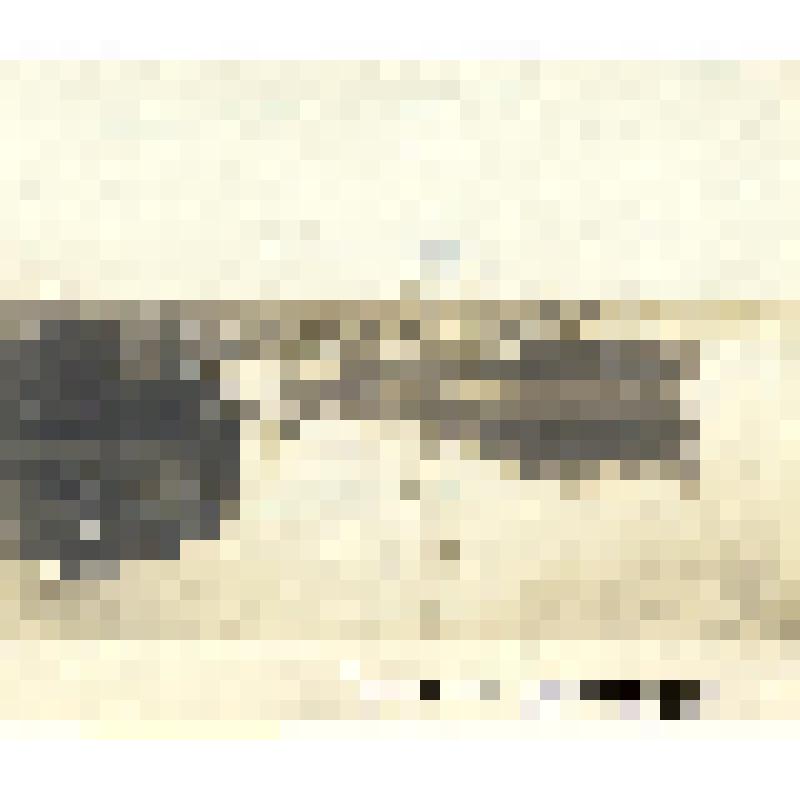 Фотоотпечаток. Отгрузка лыка на реке Водне. Карелы