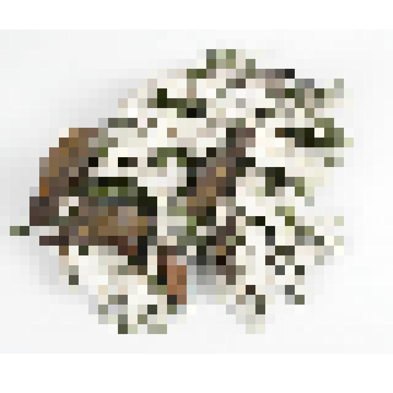 Биогруппа. Обыкновенные клесты на ветке ели. Loxia curvirostra L