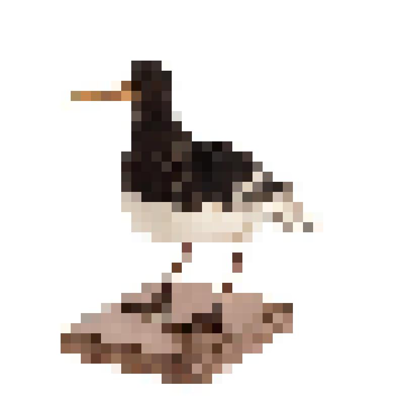 Чучело. Кулик-сорока. Haematopus ostralegus osculans