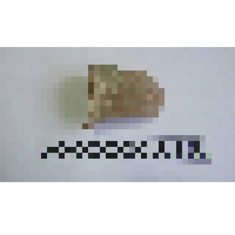 Ручка амфоры типа Зеест 72