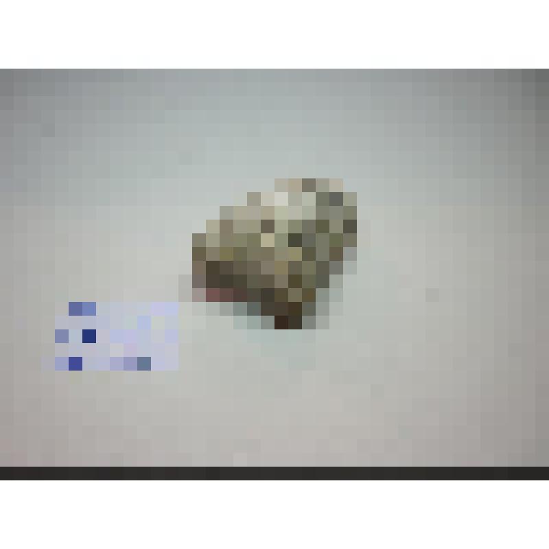 Коралл ископаемый одиночный шестилучевой Montlivaltia crimea