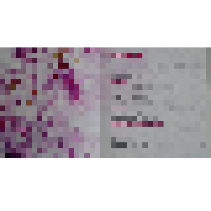 Каталог «V Международный кинофорум фильмов о войне «Сталинградская сирень» Волгоград, 2017 г.   38 [1] с., ил