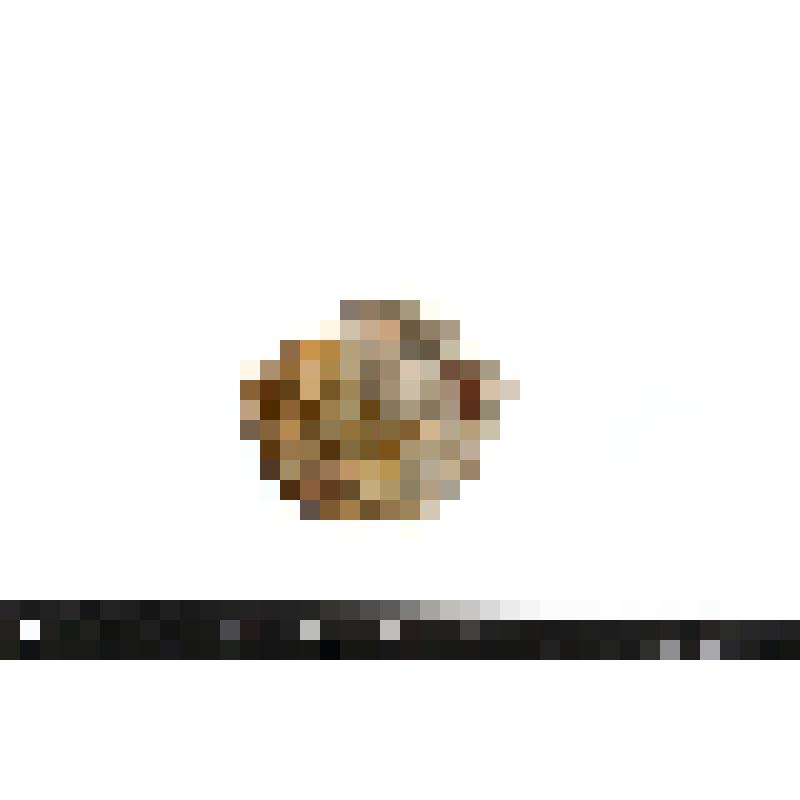 Аммонит. Pavlovia iatriensis. Раковина