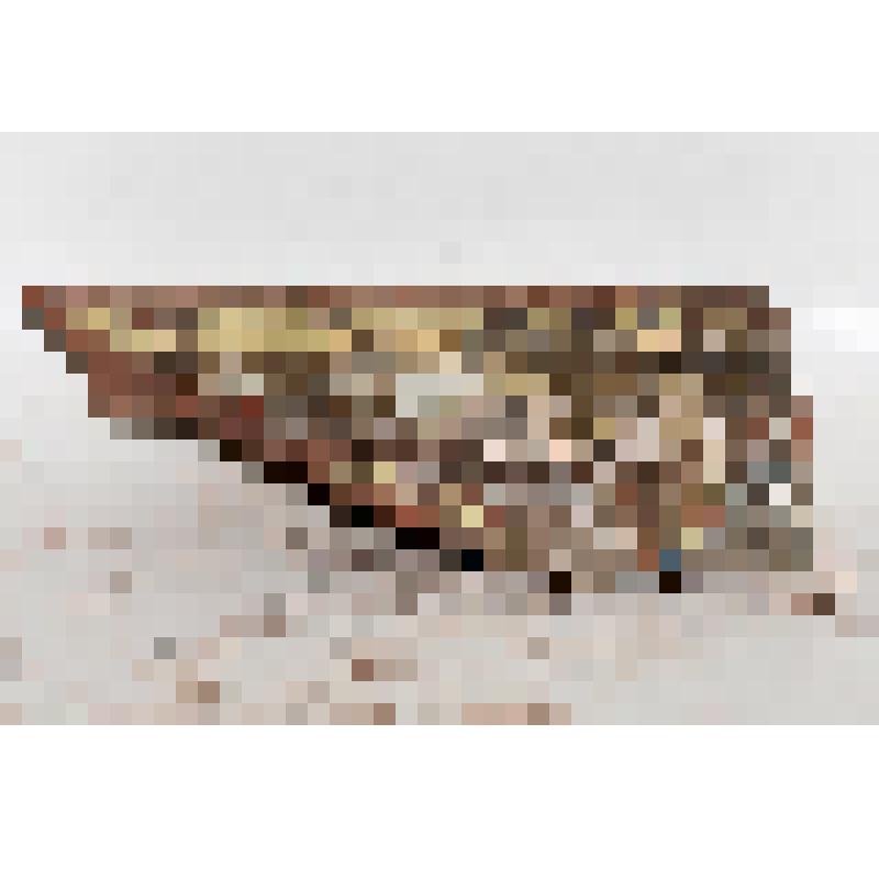 Изразец - валик (фрагмент) рельефный полихромный "геральдический"