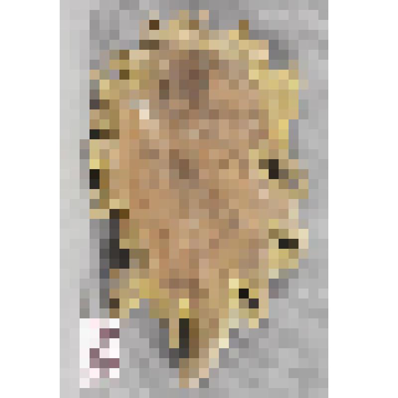 Картуш с иконой "Пресвятая Богородица"