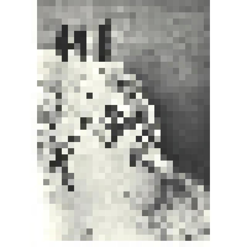 Фотографии. Фото ч/б. Обрыв у реки, где стояли насмерть герои Сталинграда. Отсюда советские воины погнали фашистские полчища и закончили их разгром в Берлине