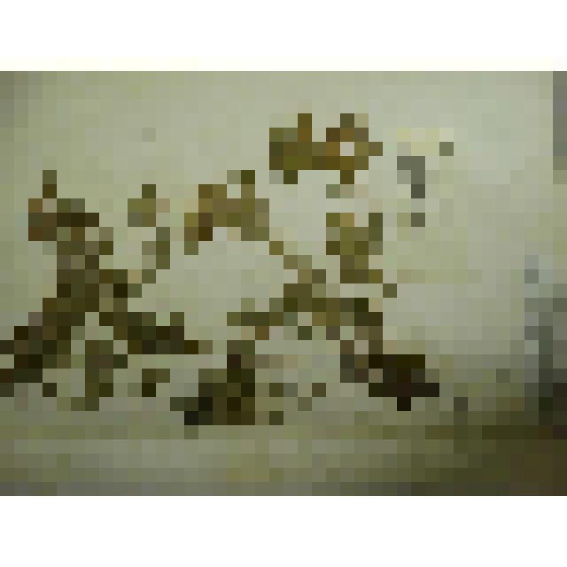 Гербарий. Герань луговая. Из гербария "Флора Ингрика"