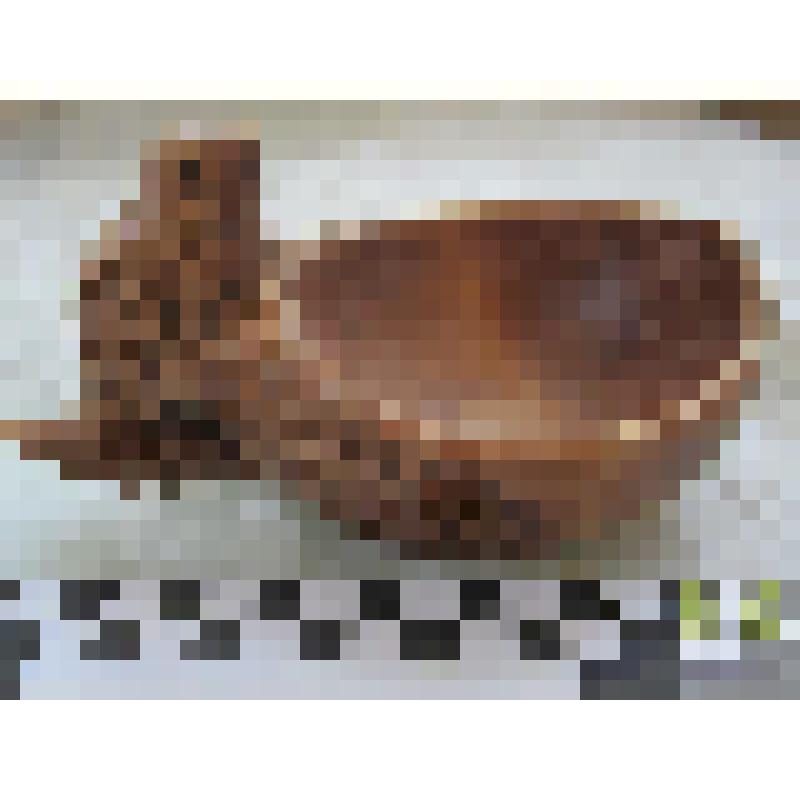 Солонка