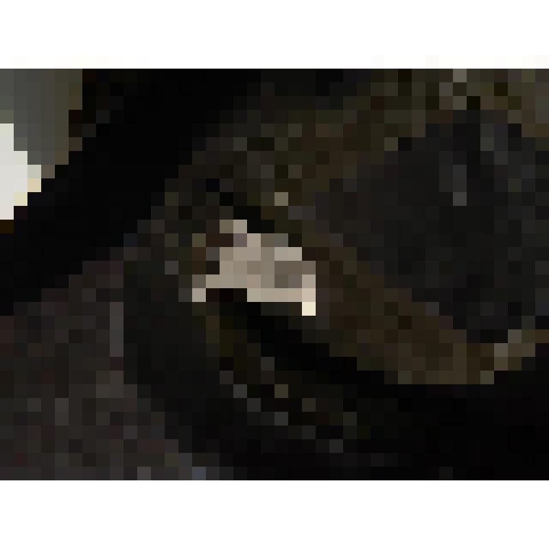 Фуражка армейская. Форма  сухопутных войск РФ