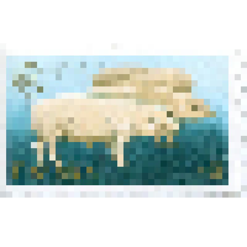 Марка почтовая. Животное свинья домашняя (Sus scrofa domestica). Номинал 4,50 польских злотых