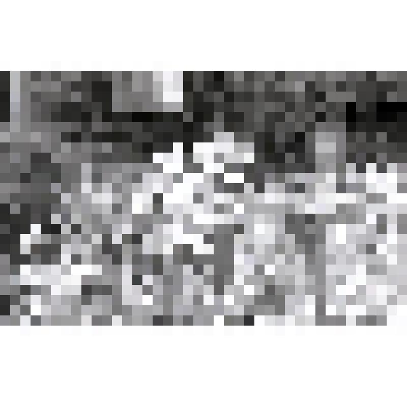 негатив. Яблоня Шнейдекера. Фрагмент