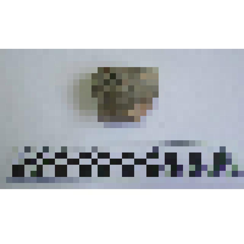 Ручка амфоры типа Зеест 72