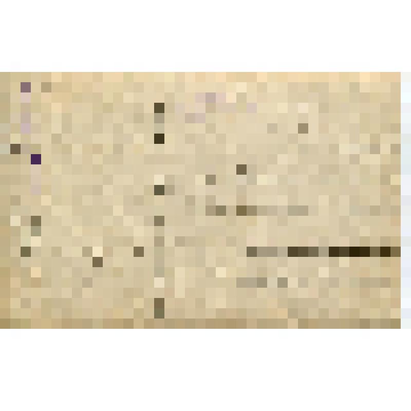 Фотография. О.В. Ладожская, двоюродная сестра О.М. Принц, с Ростиславом Принцем