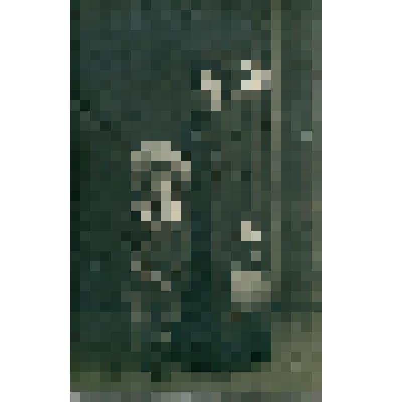 Фотография. О.В. Ладожская, двоюродная сестра О.М. Принц, с Ростиславом Принцем