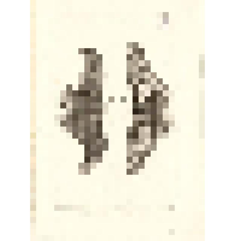 "Histoire Naturelle. Pl. LXXXII. Insectes. Monaco s. Гравюра