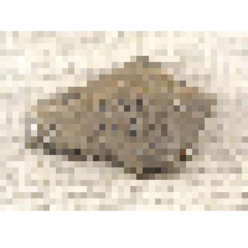 Фрагмент керамики