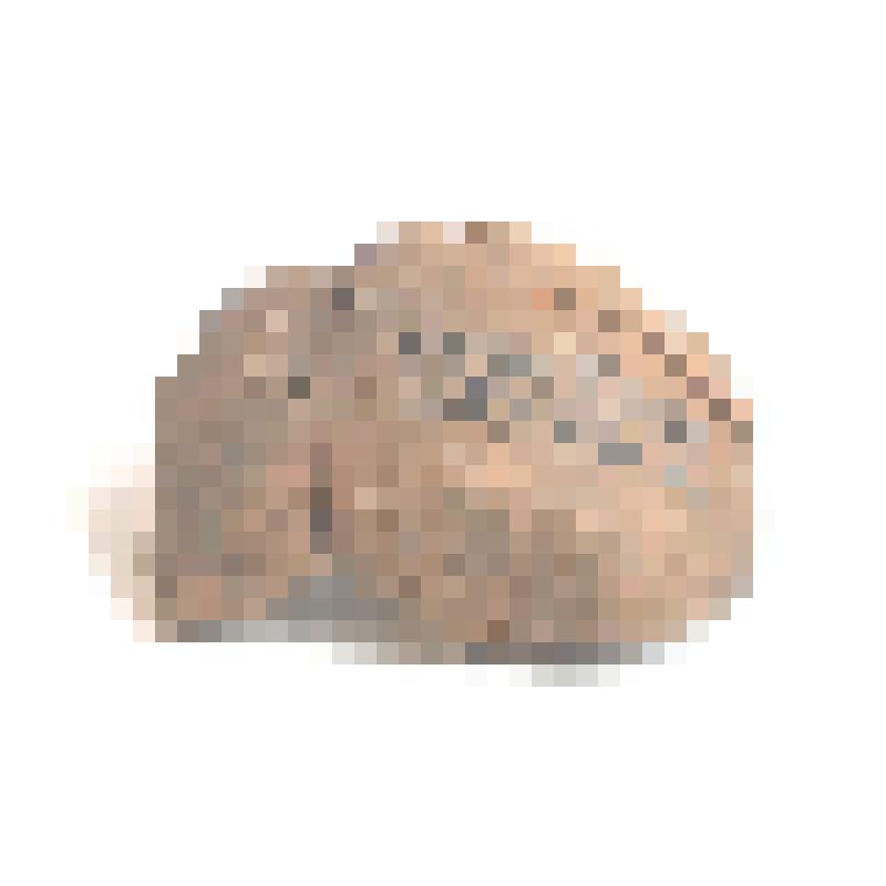 Горшочек фрагментированный