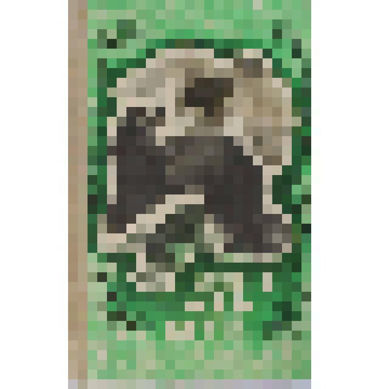 Книга. Враги наших врагов