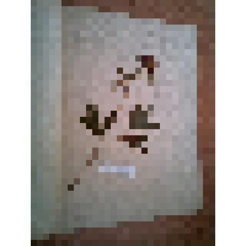 Гербарий, клевер красный