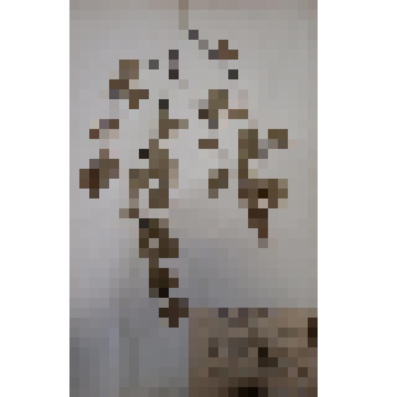 Береза бородавчатая