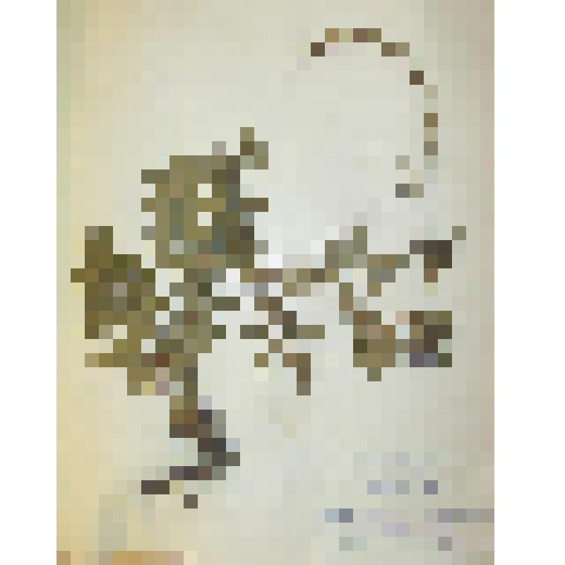 Репешок волосистый Agrimonia pilosa Ledeb