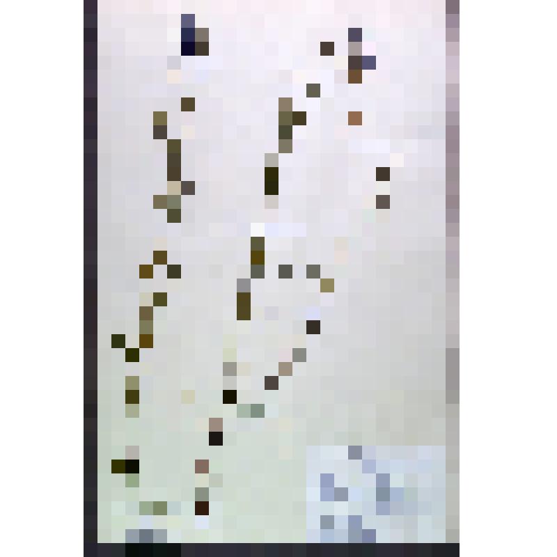 Лист гербарный. Мертензия даурская (Mertensia davurica)